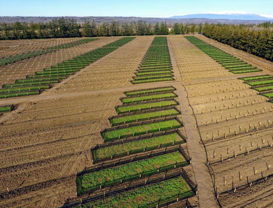 L'elicicoltura: l’allevamento delle chiocciole terrestri